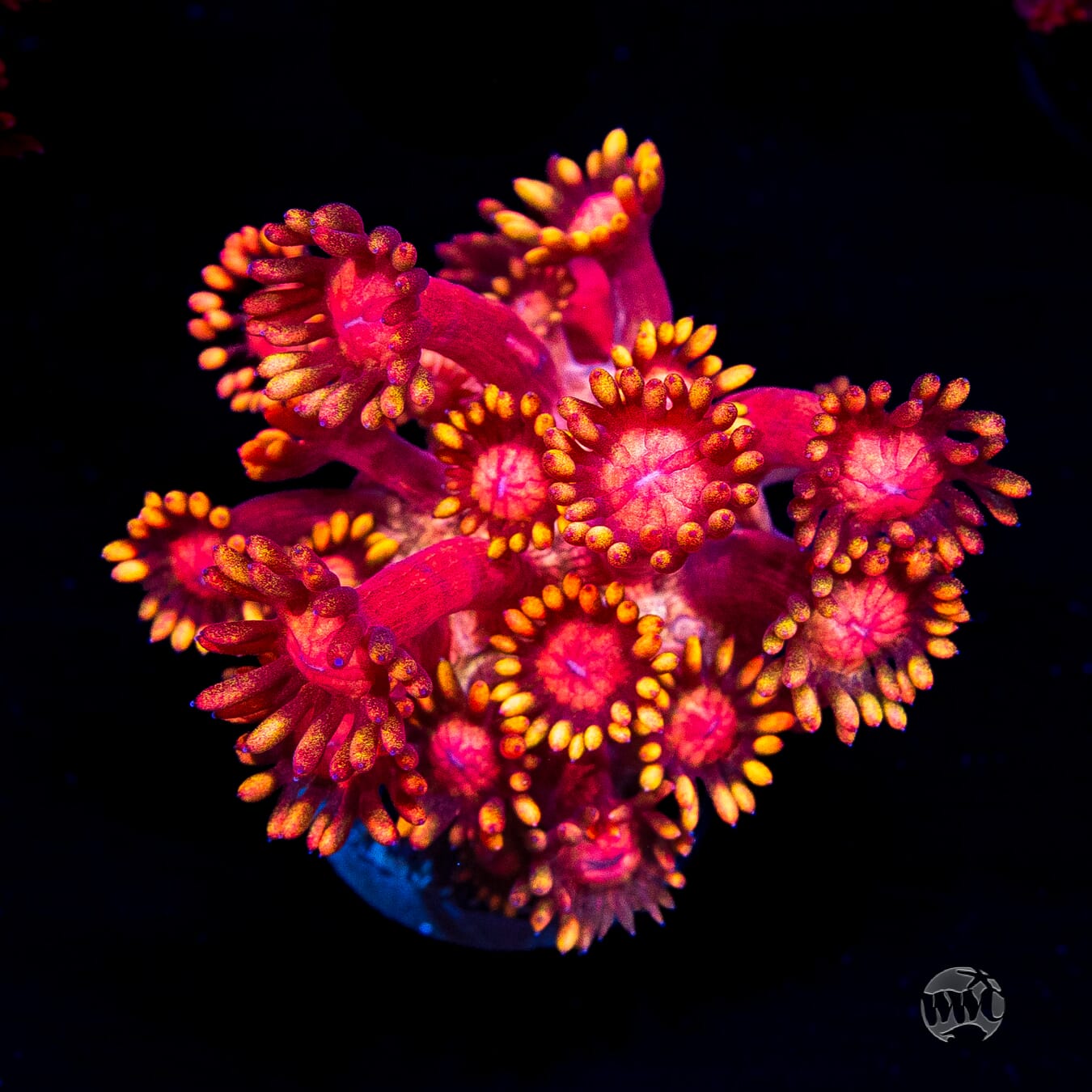 Firelord Goniopora