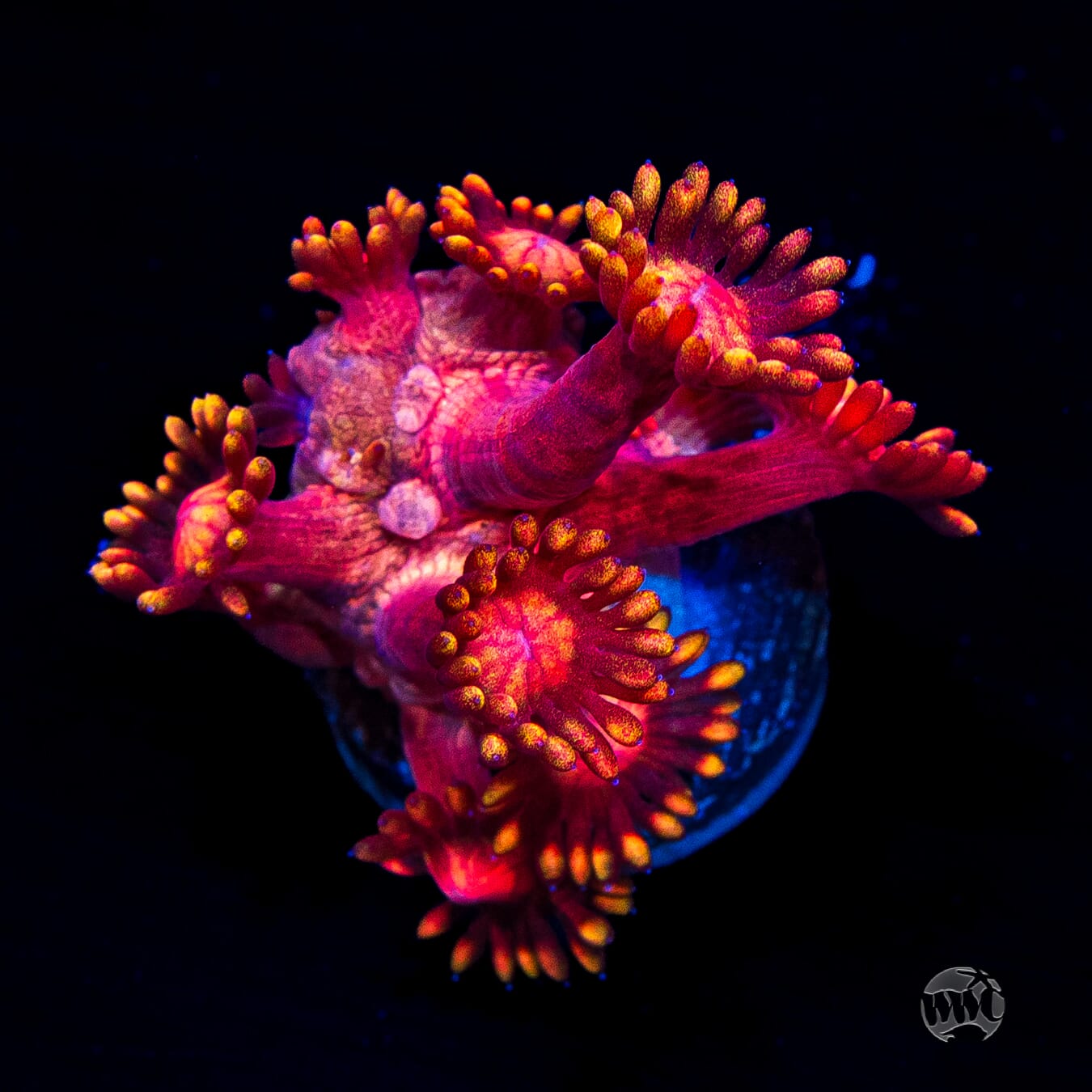 Firelord Goniopora