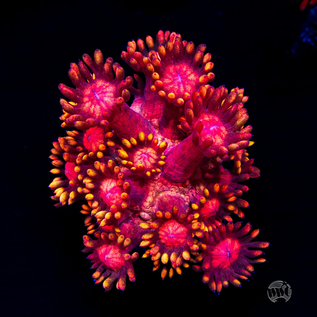 Firelord Goniopora