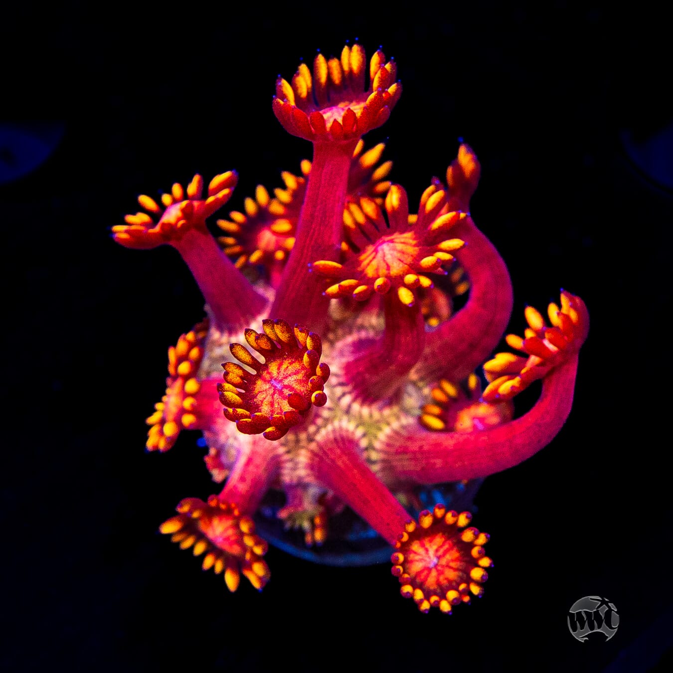 Firelord Goniopora
