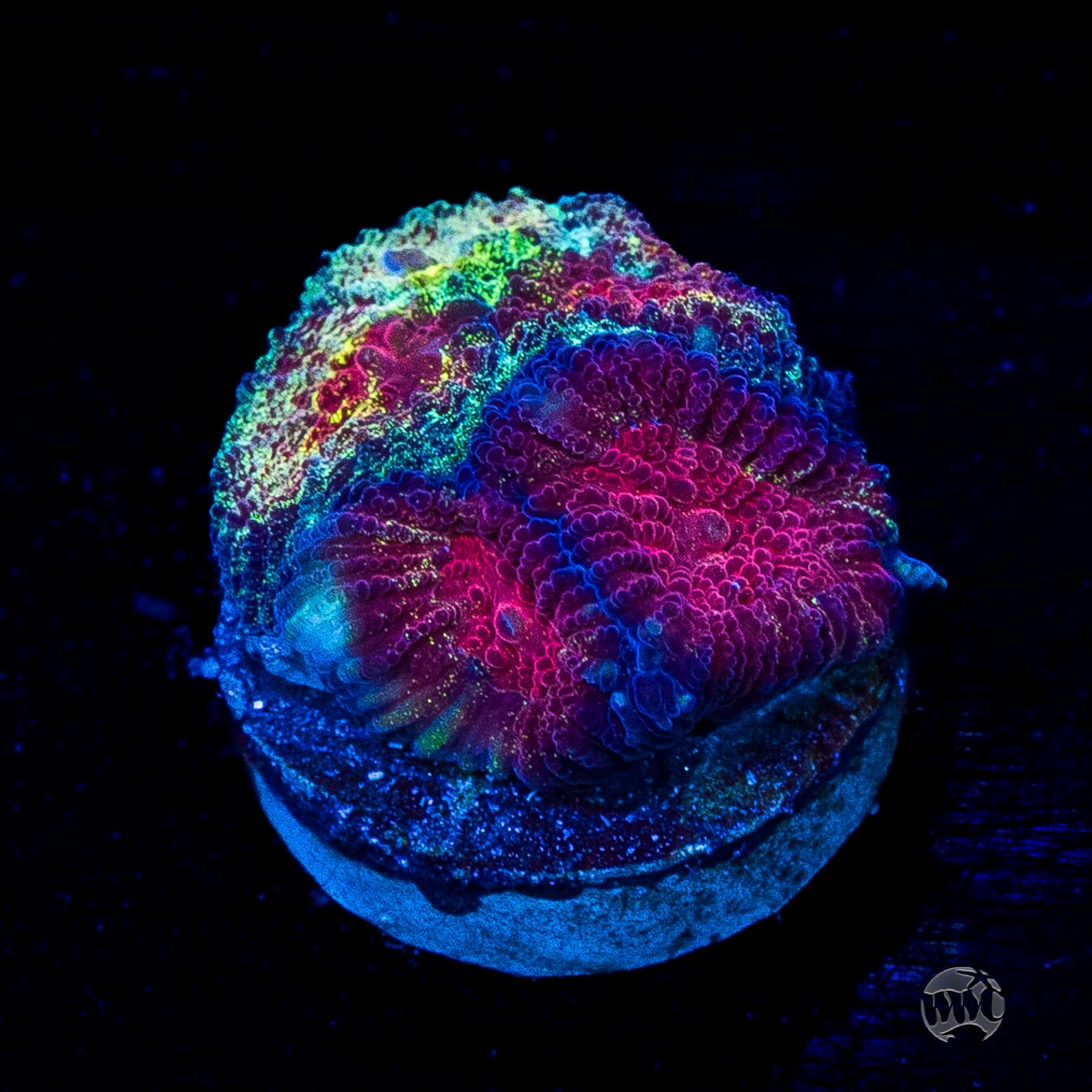 WWC Diversity Favia