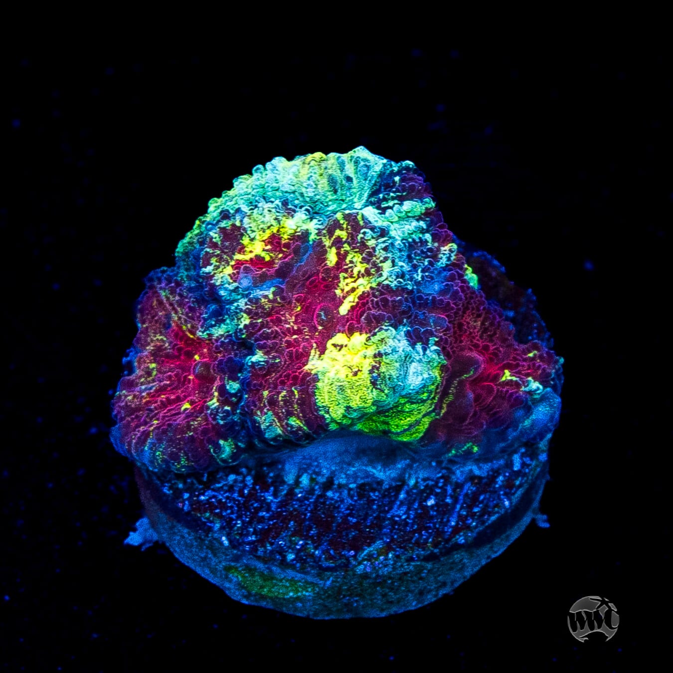 WWC Diversity Favia