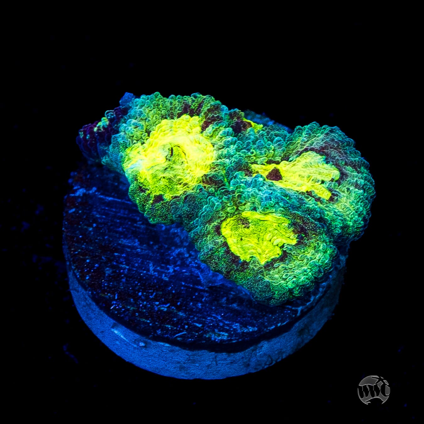 WWC Diversity Favia