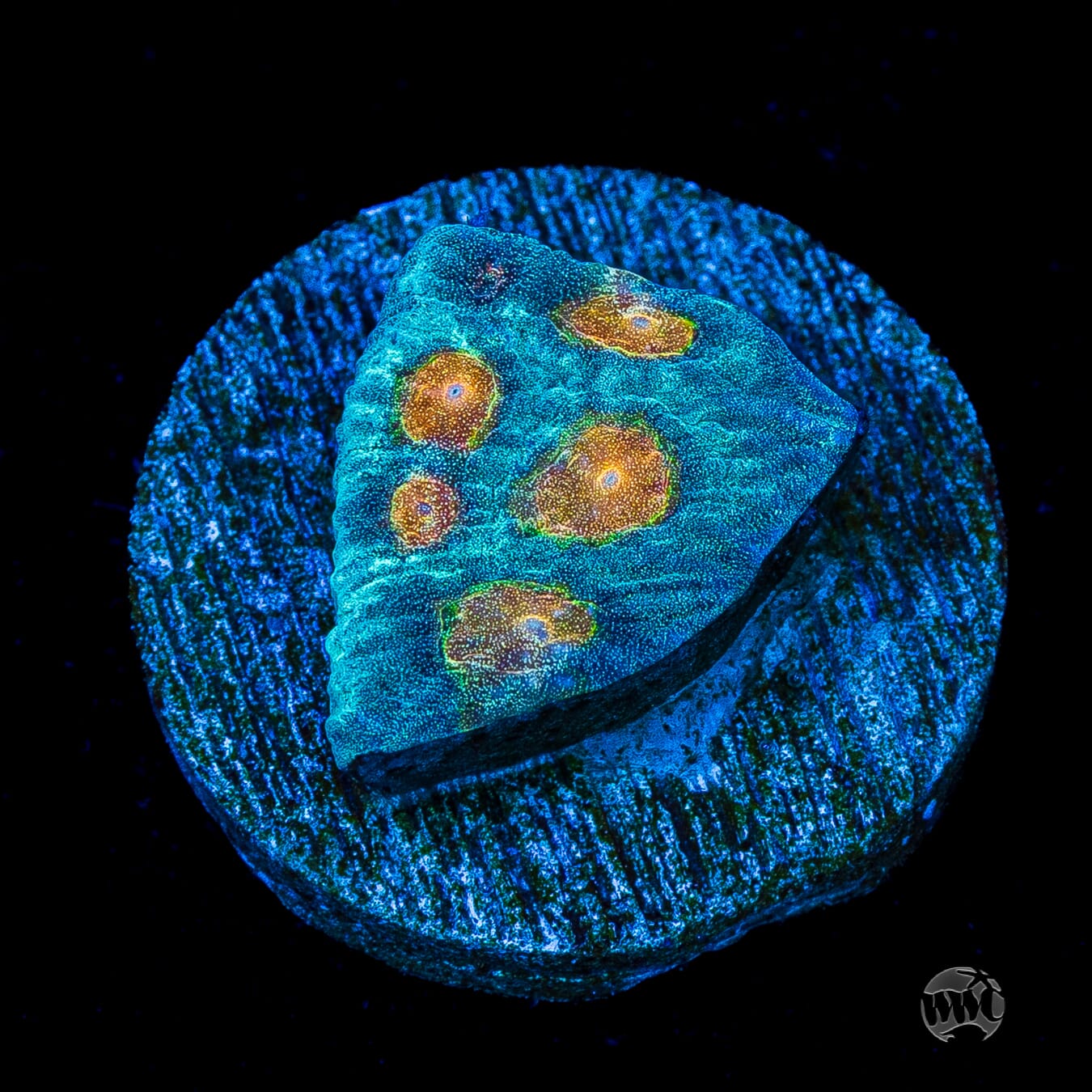 WWC Sunspots Favia