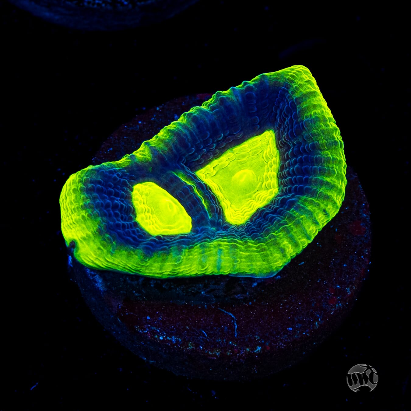 Toxic Dragon Soul Goniastrea