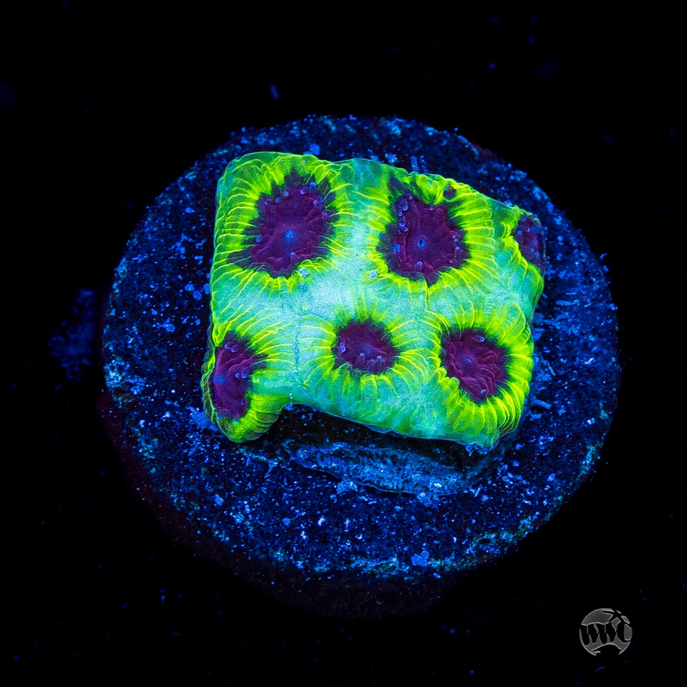 WWC Lemon Zoinkerz Favia