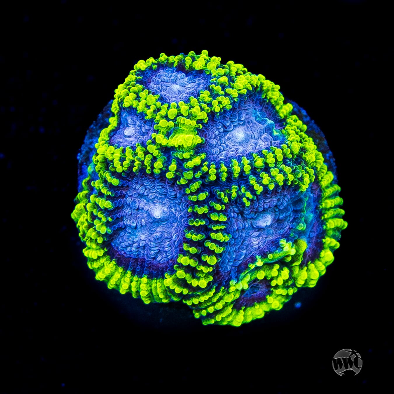 WWC Space Monkey Favia