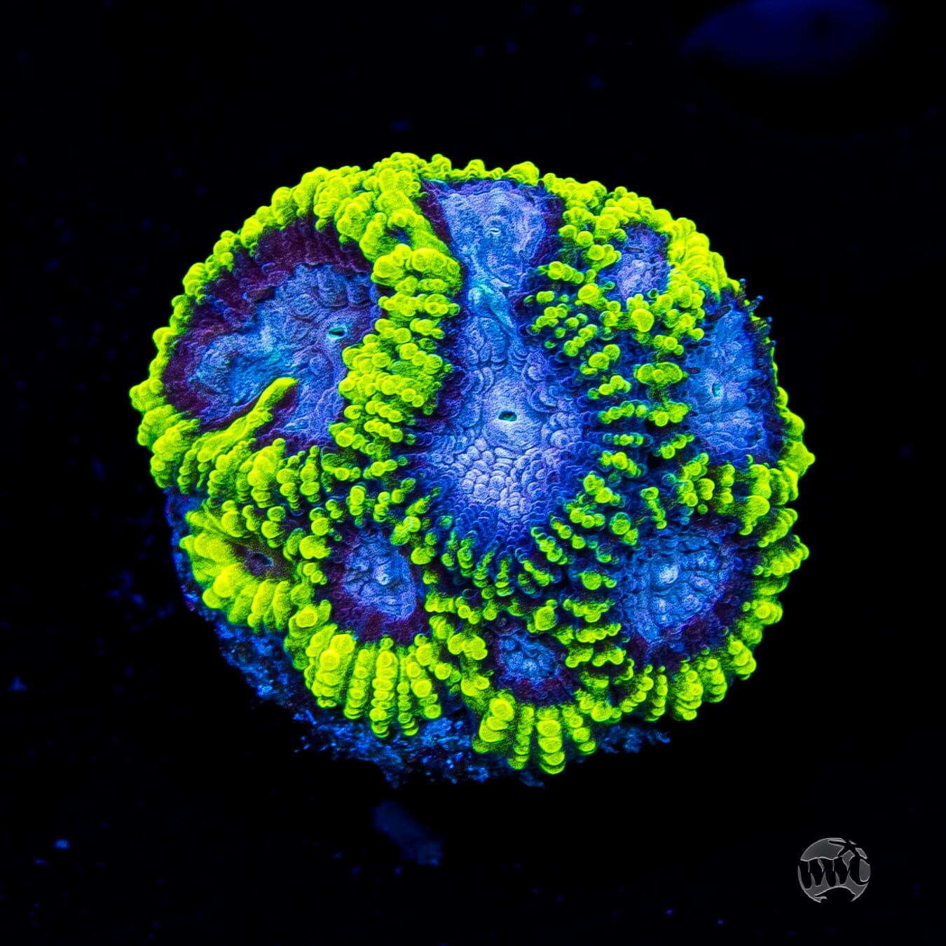 WWC Space Monkey Favia