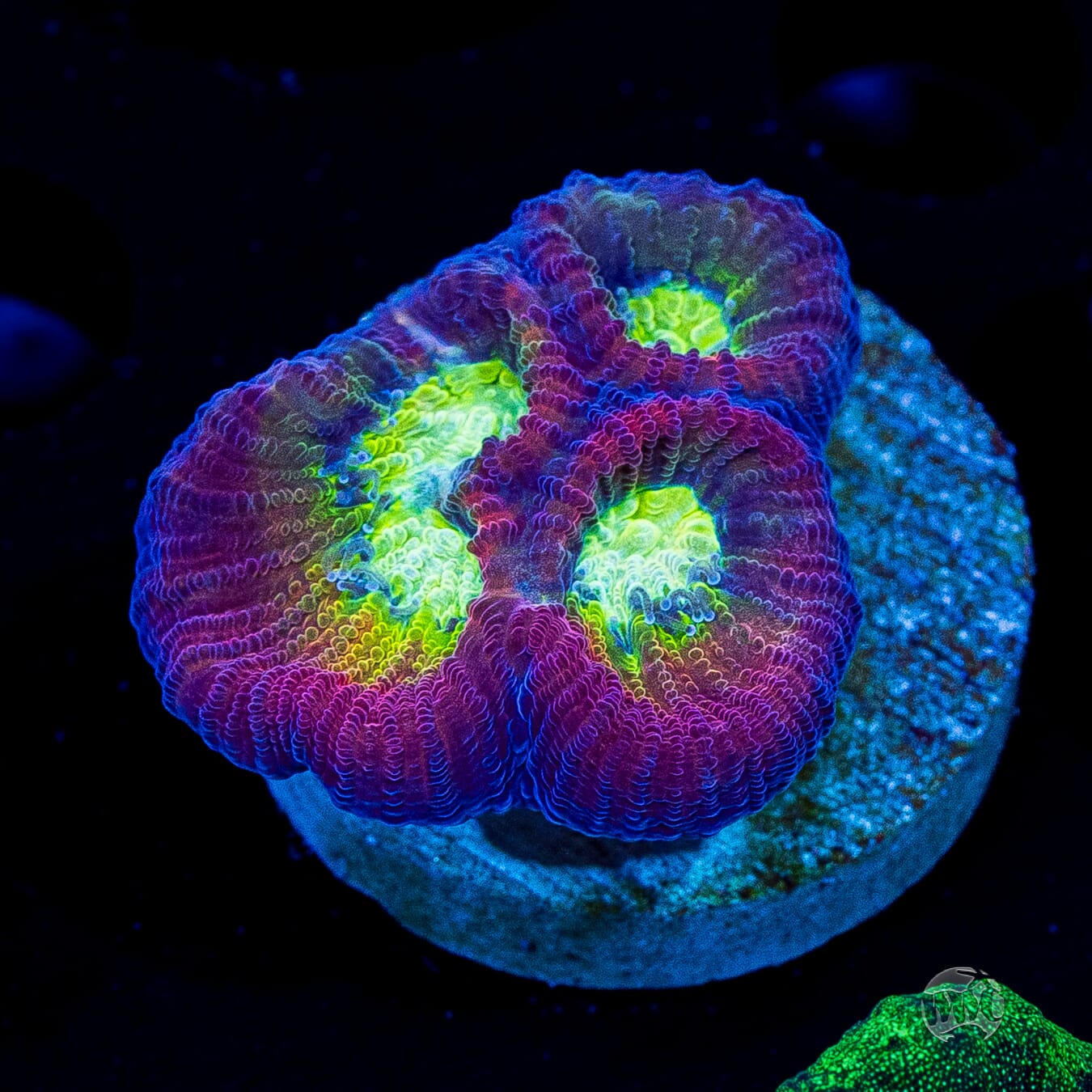 WWC Fantasmo Favia