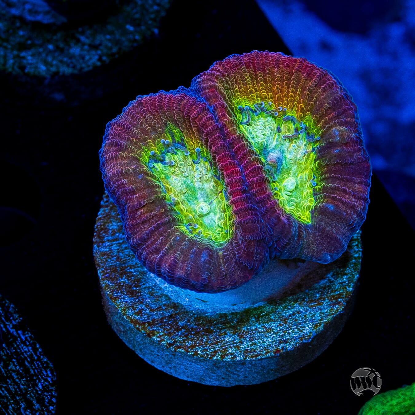 WWC Fantasmo Favia