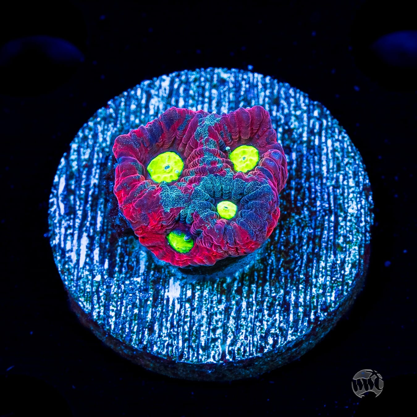 WWC Graffiti War Coral