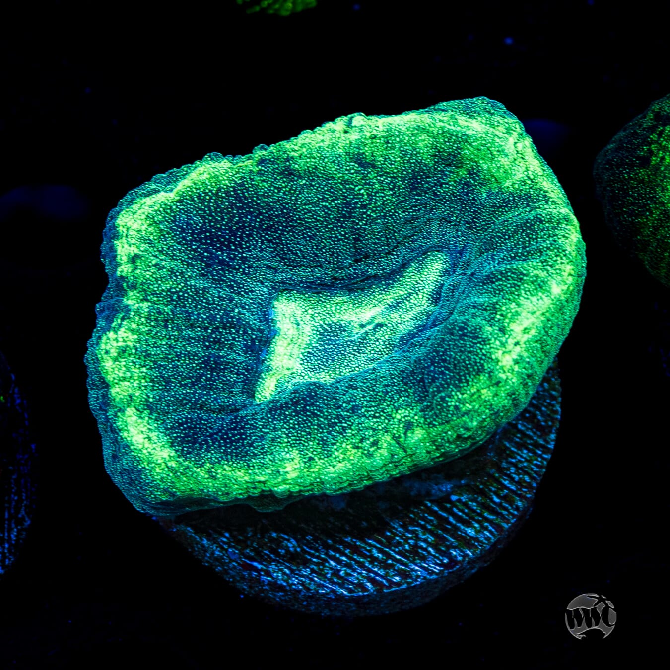 Seafoam Favia