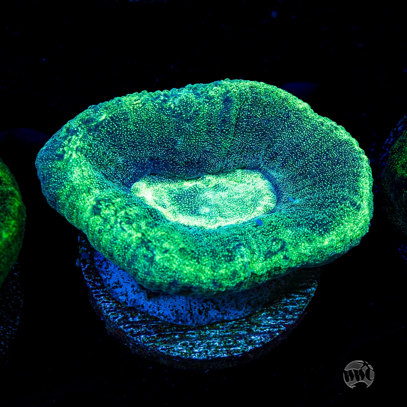 Seafoam Favia