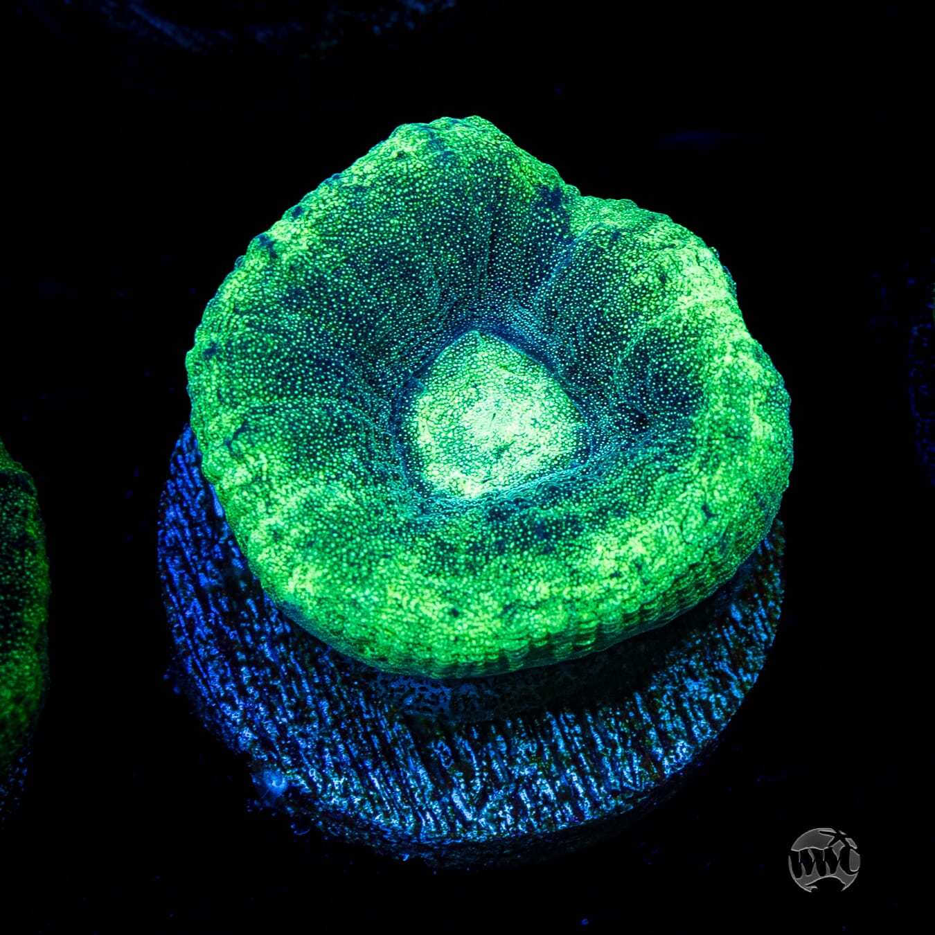 Seafoam Favia