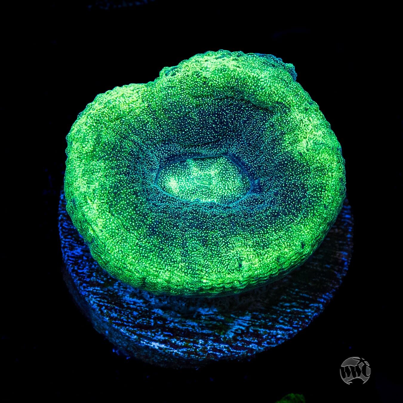 Seafoam Favia