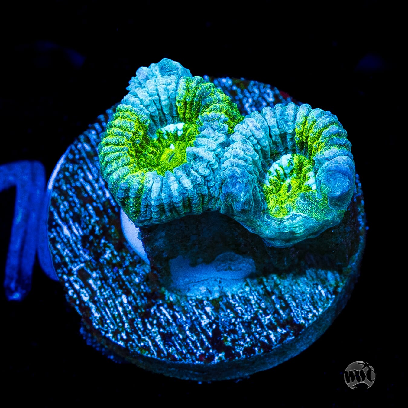 Tealfusion Favia