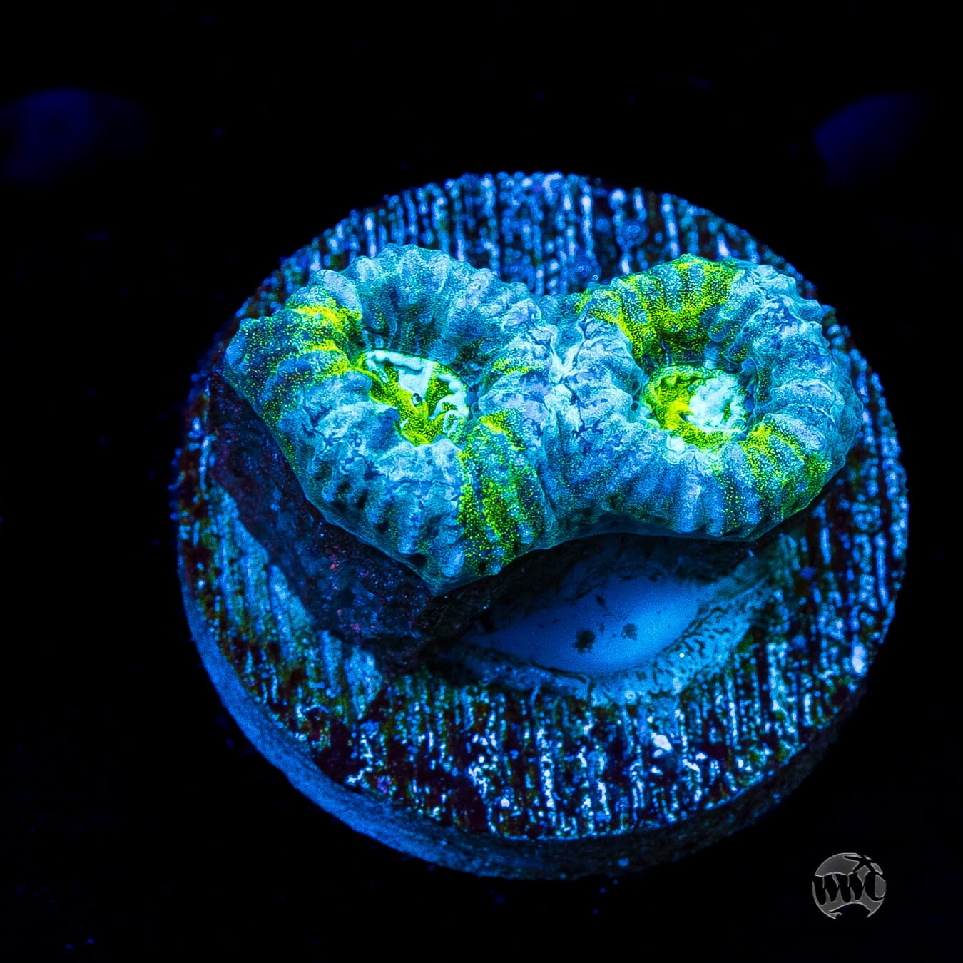 Tealfusion Favia