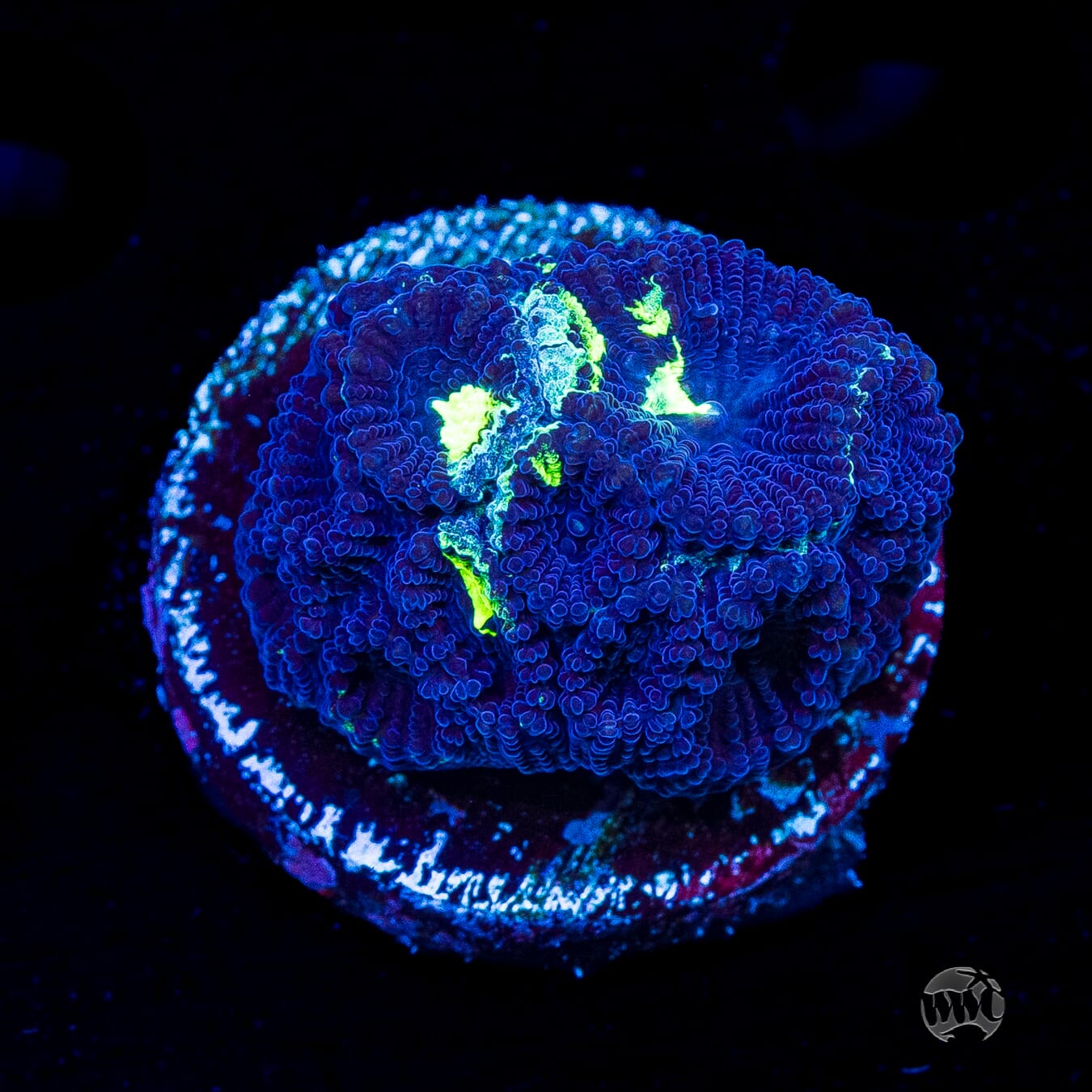 WWC Necromancer Favia