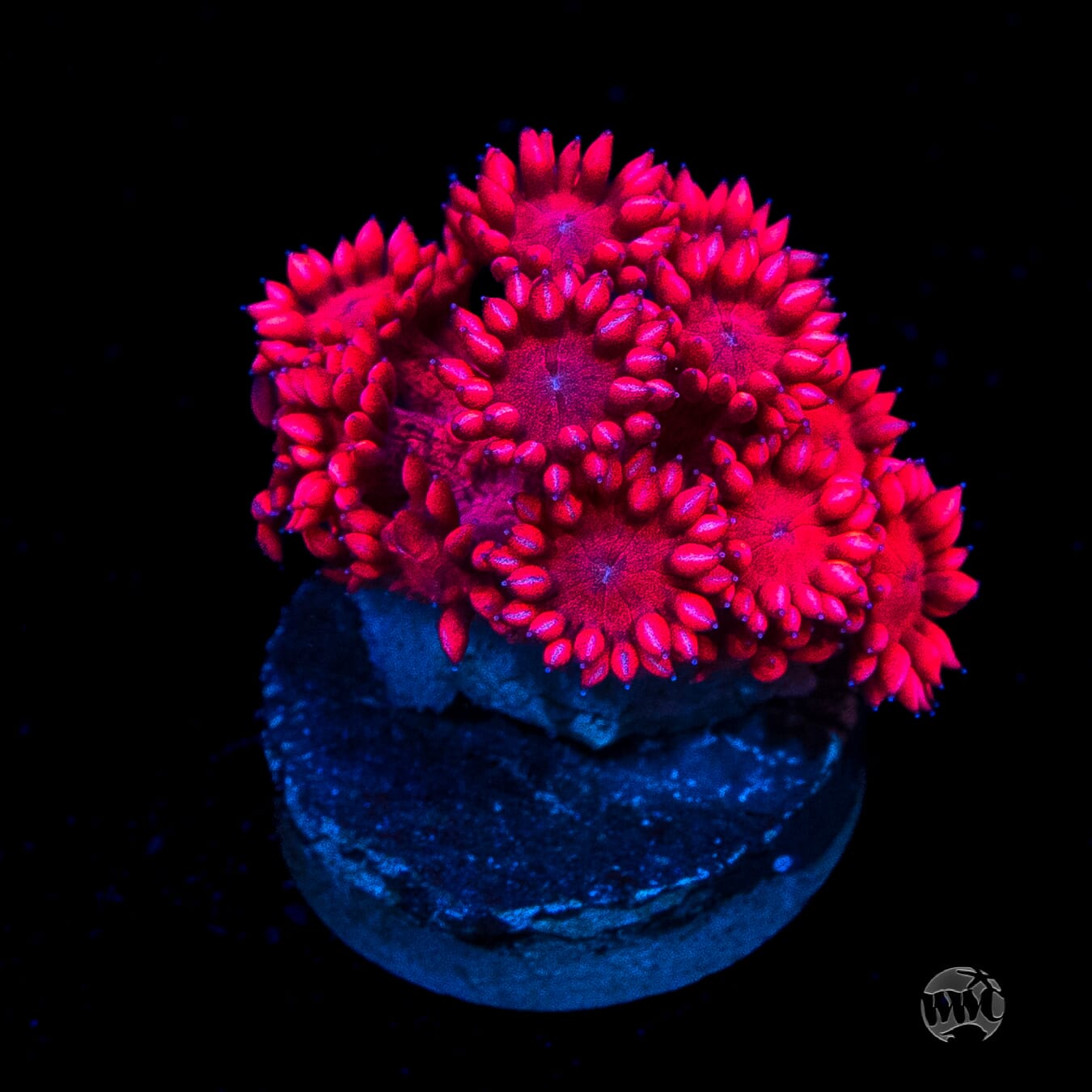 WWC Cherry Red Goniopora