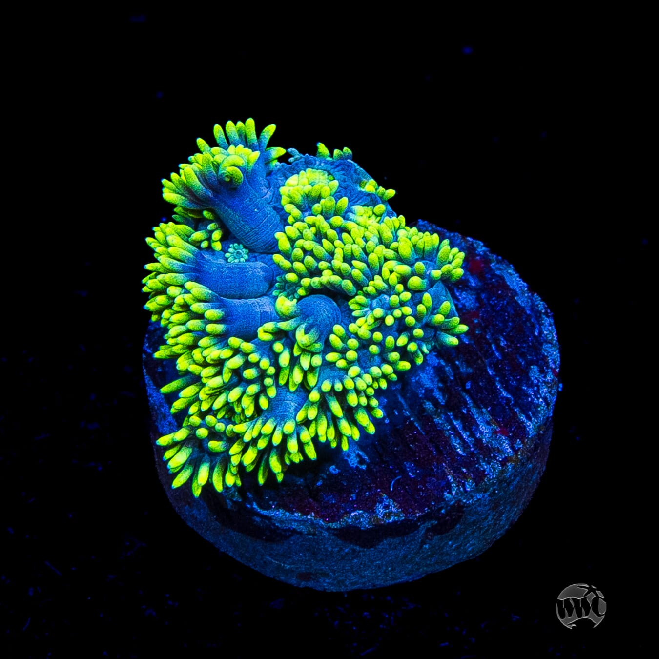WWC Electrified Goniopora