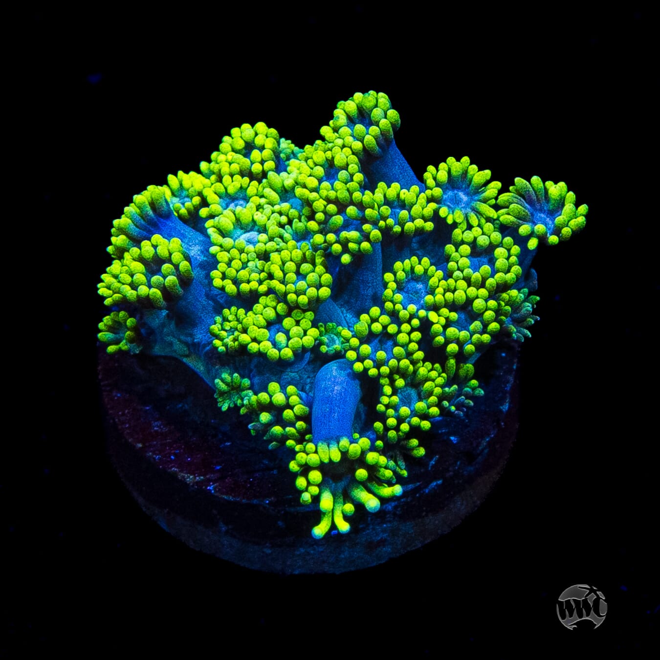 WWC Electrified Goniopora