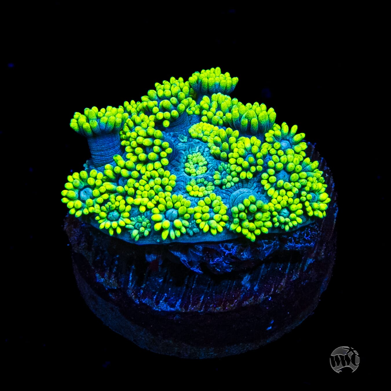 WWC Electrified Goniopora