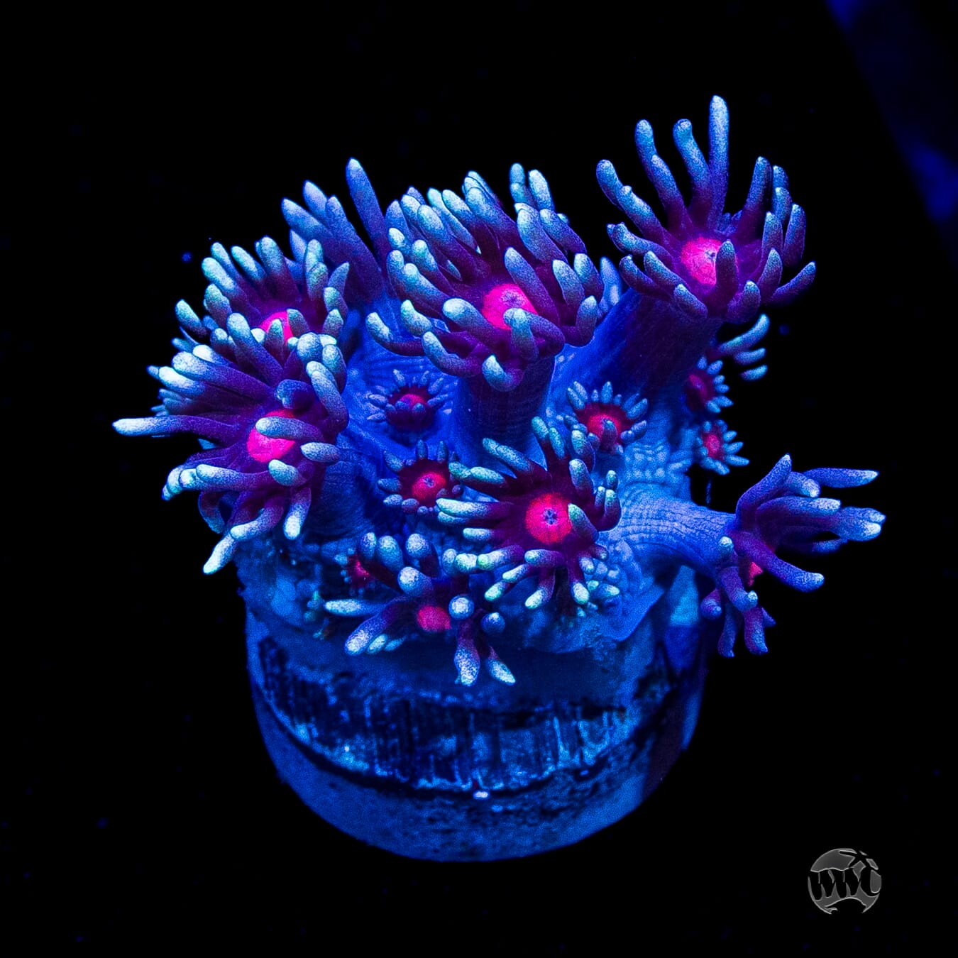 Bloodshot Goniopora