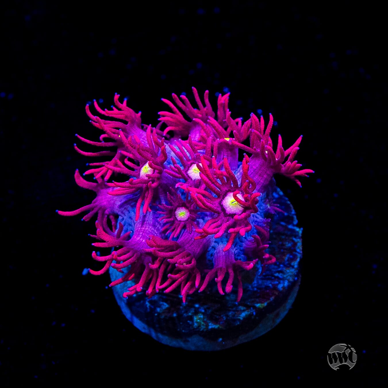 Raspberry Bonkerz Goniopora