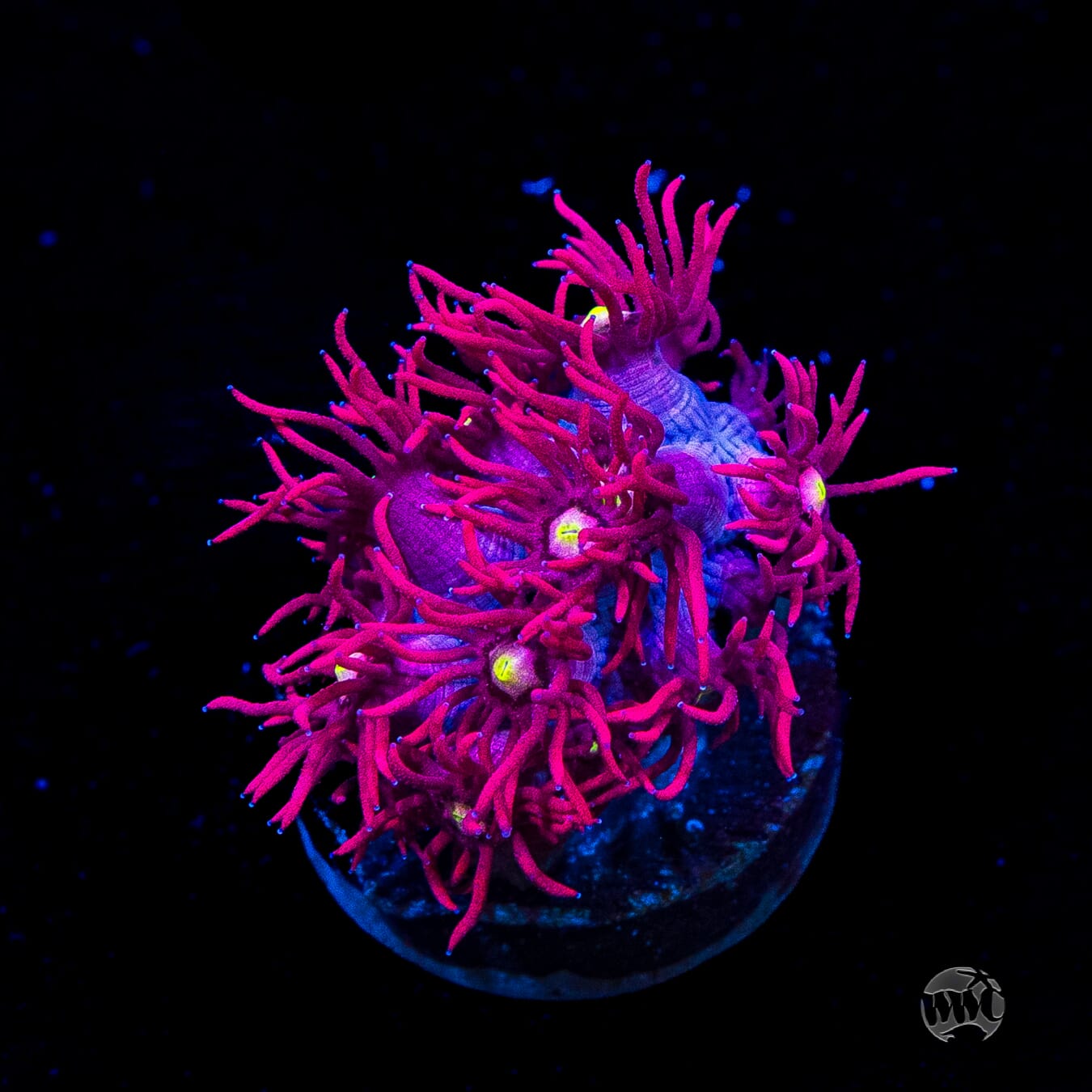 Raspberry Bonkerz Goniopora