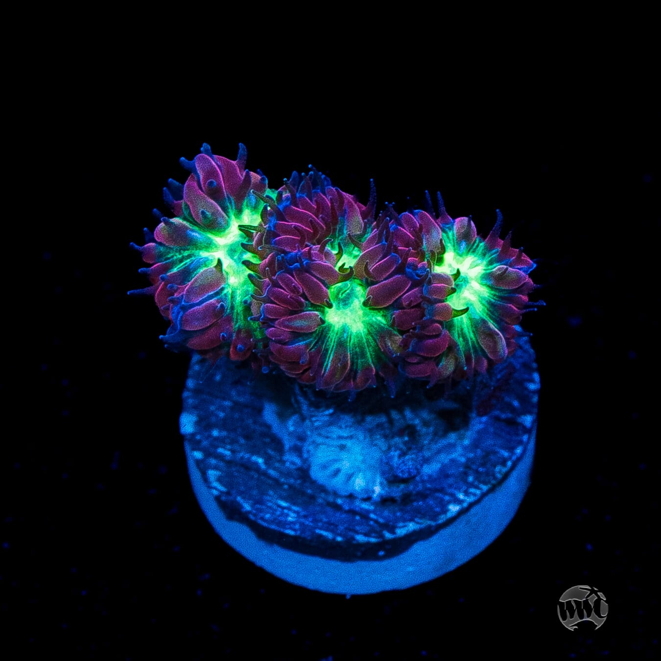 Twilight Merletti Blastomussa