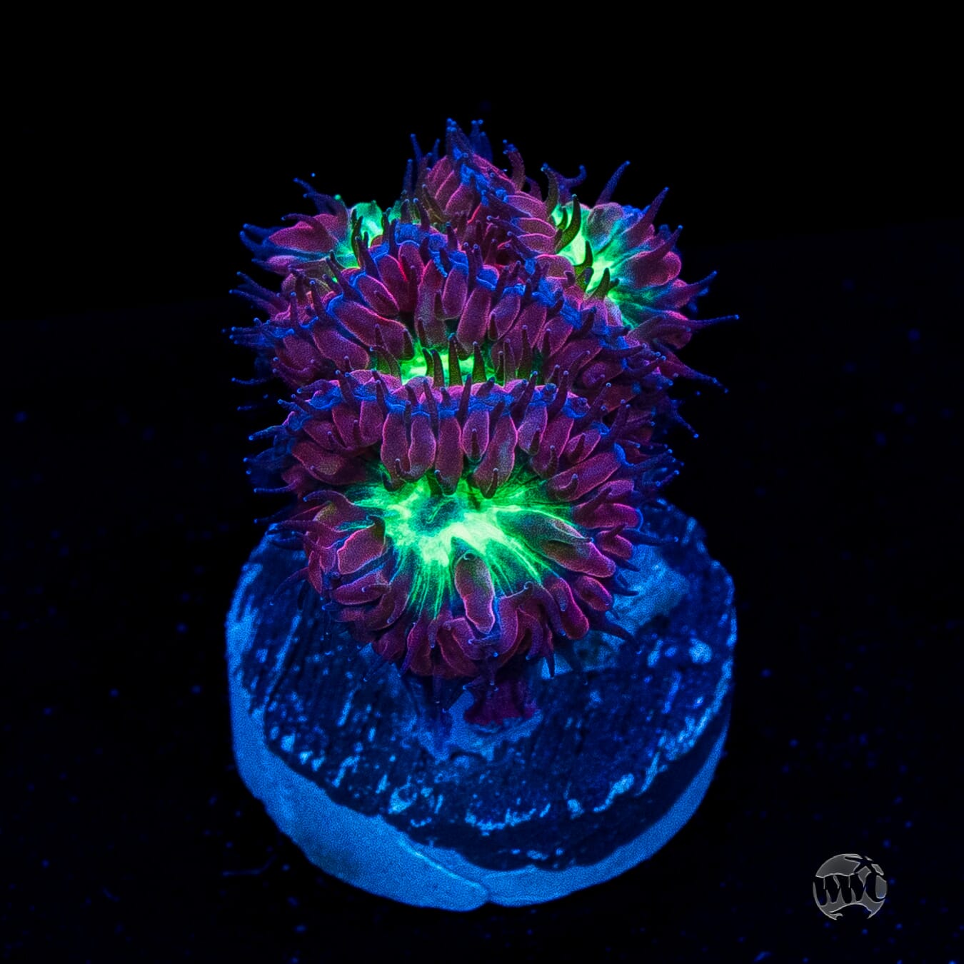 Twilight Merletti Blastomussa