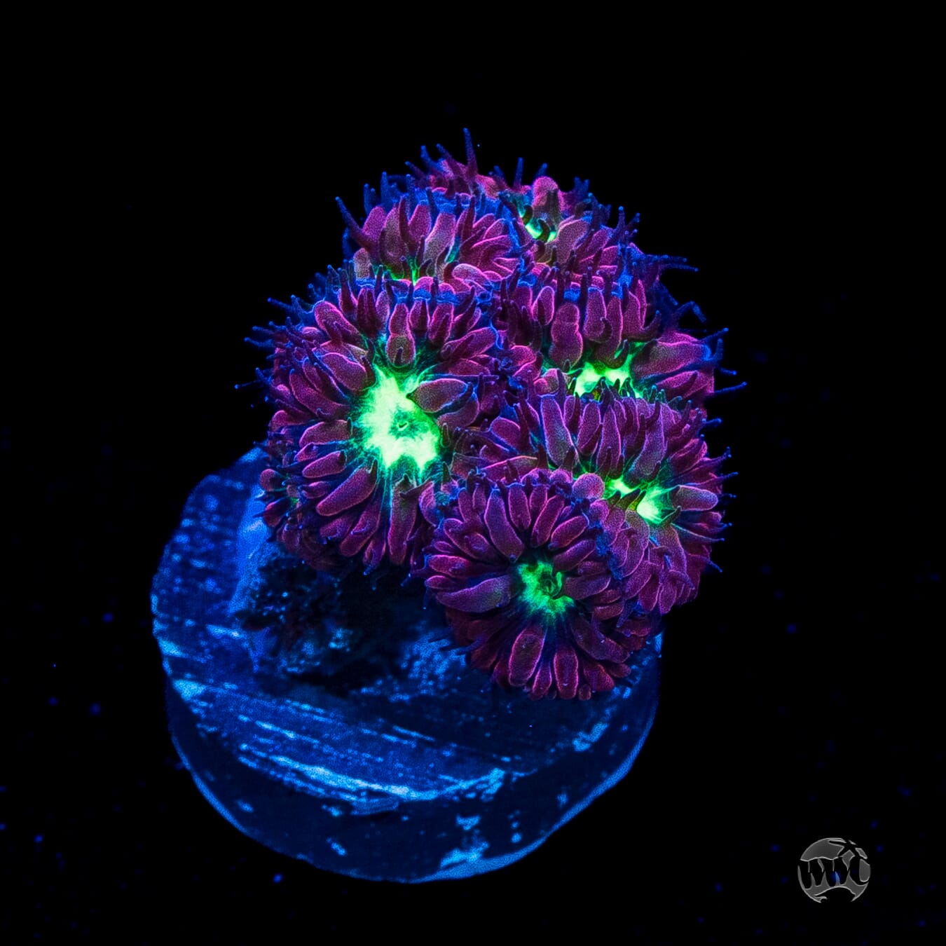 Twilight Merletti Blastomussa