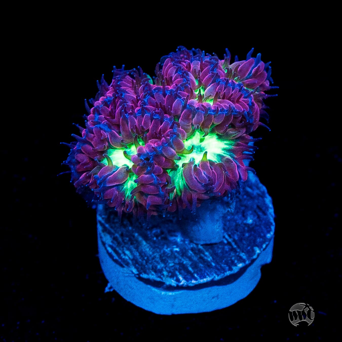 Twilight Merletti Blastomussa