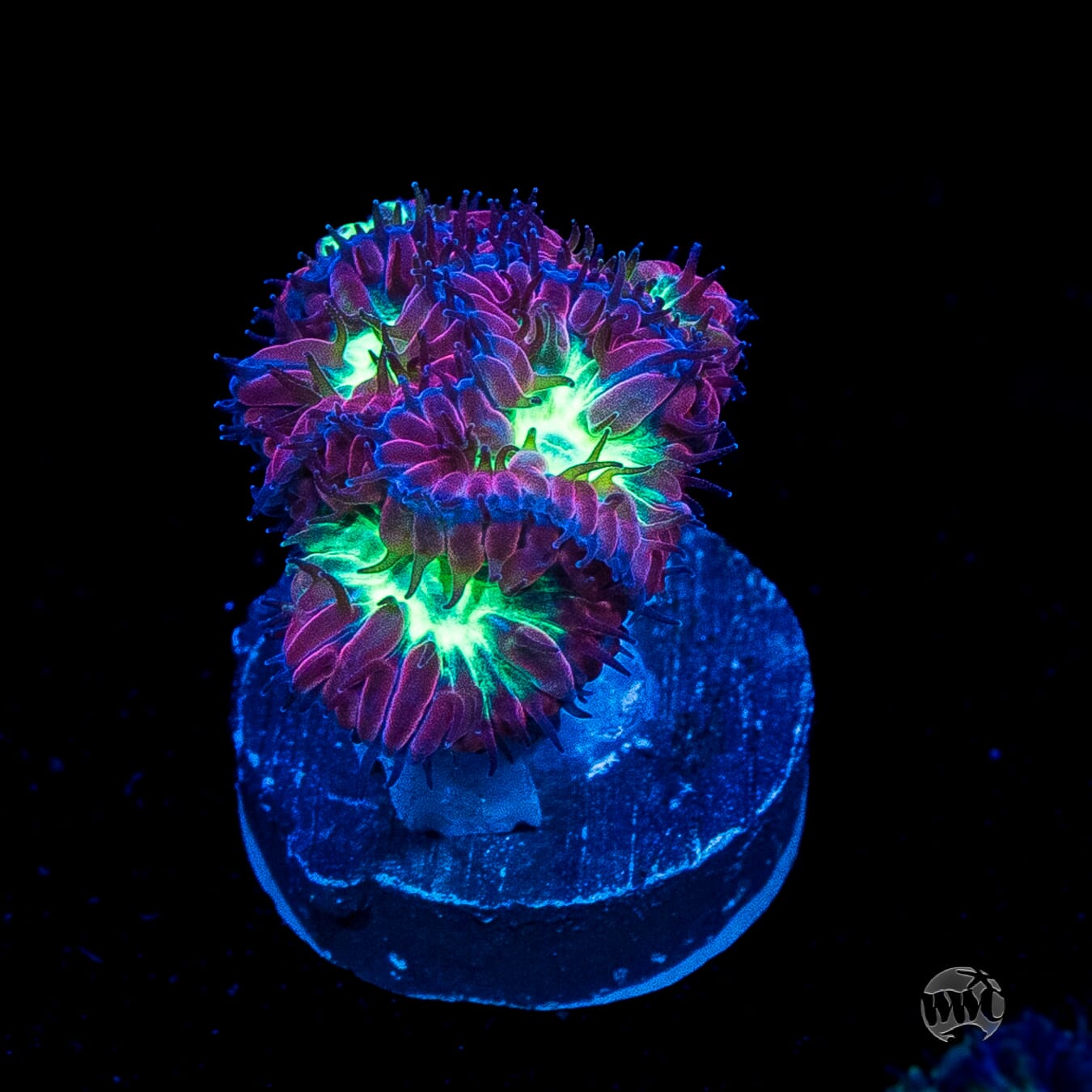 Twilight Merletti Blastomussa