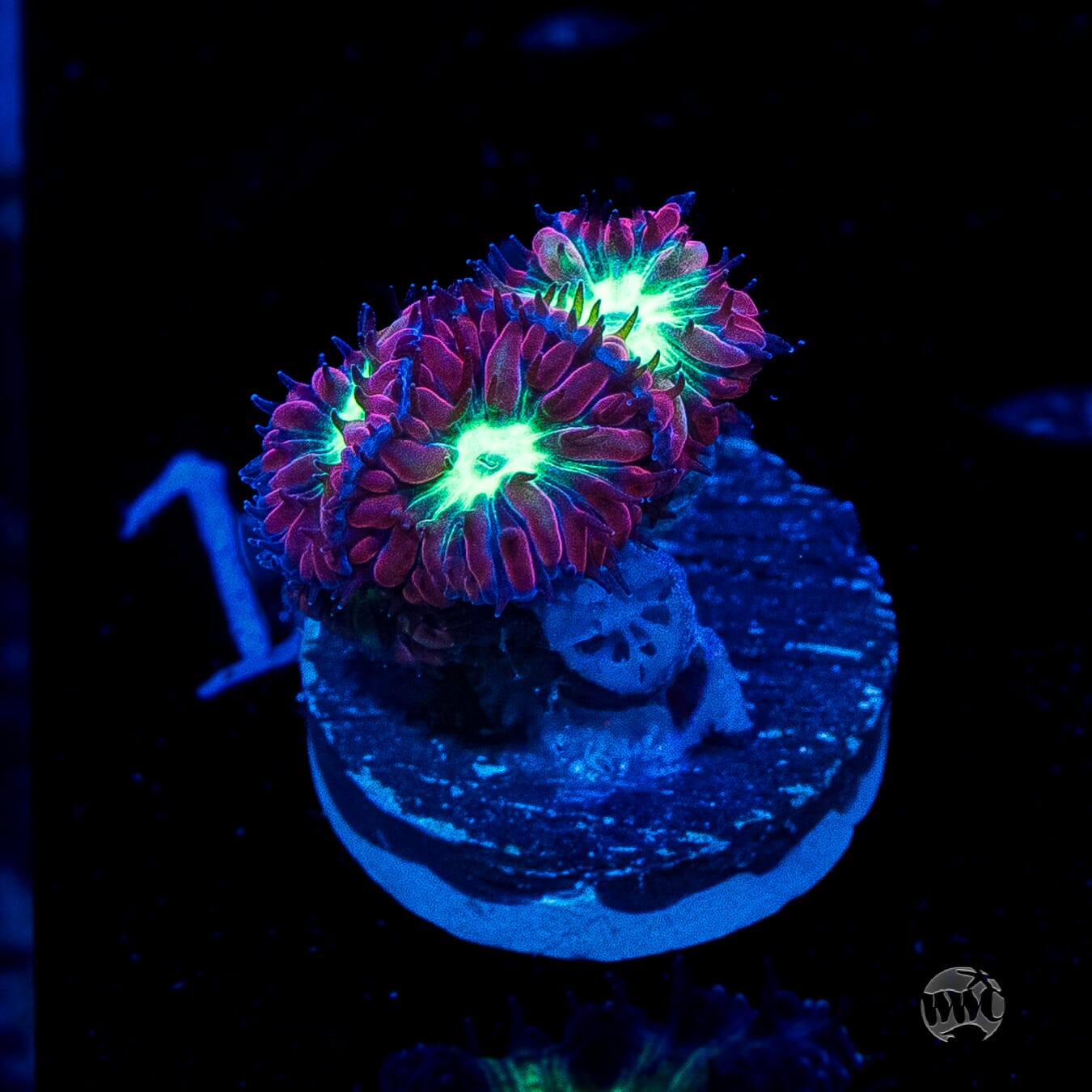 Twilight Merletti Blastomussa