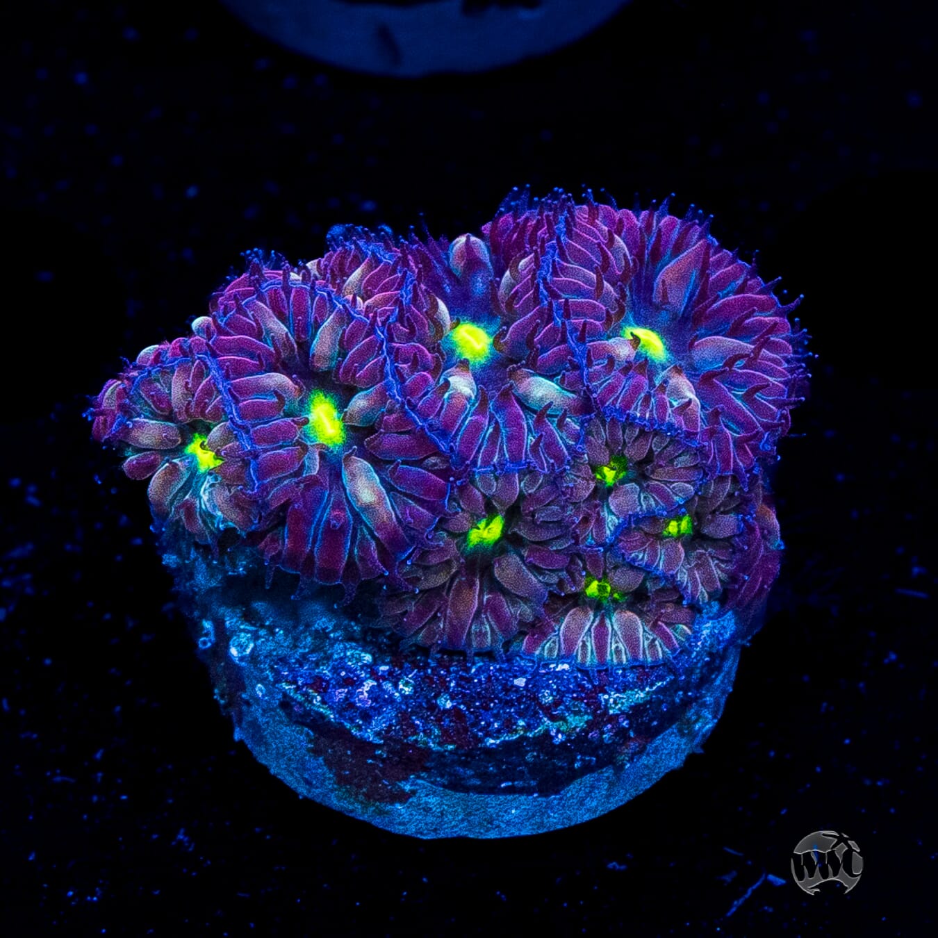 WWC Starlight Merletti Blastomussa