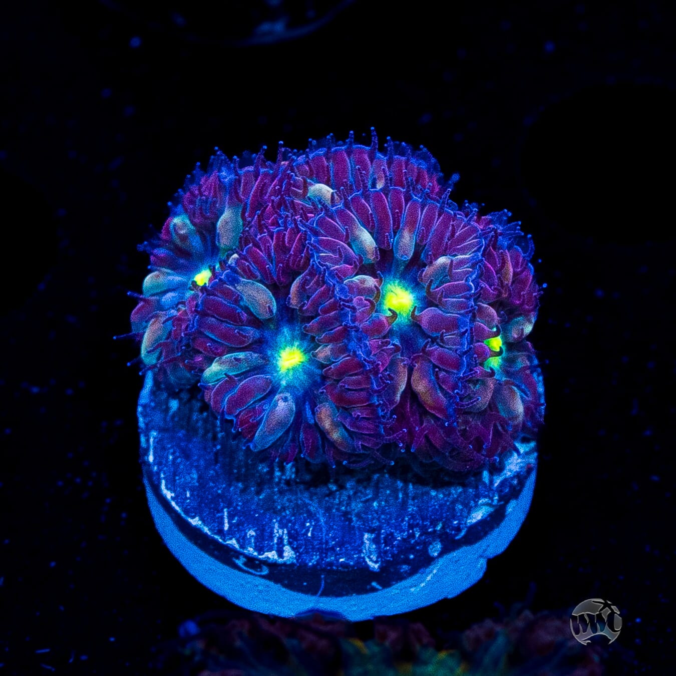 WWC Starlight Merletti Blastomussa