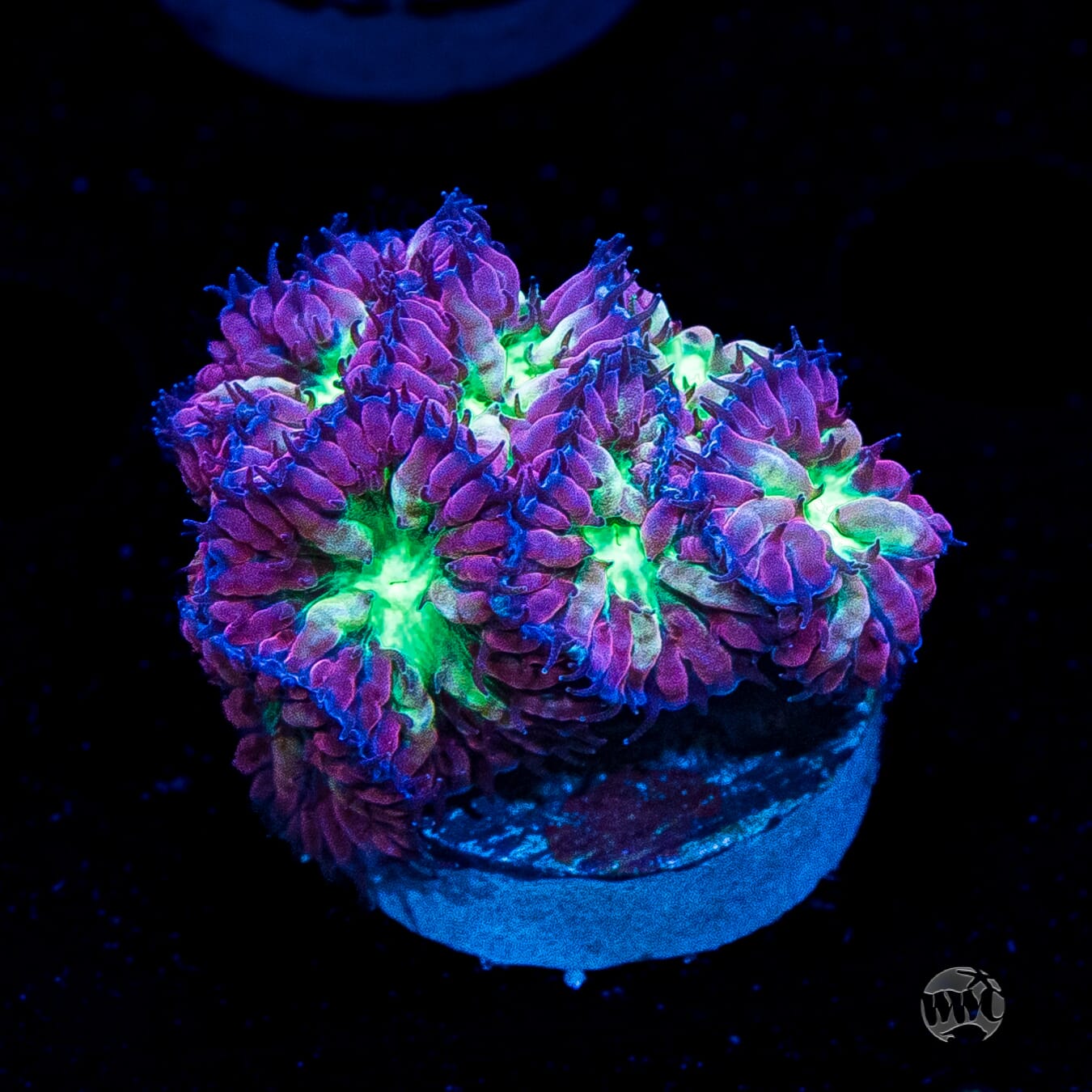 Twilight Merletti Blastomussa