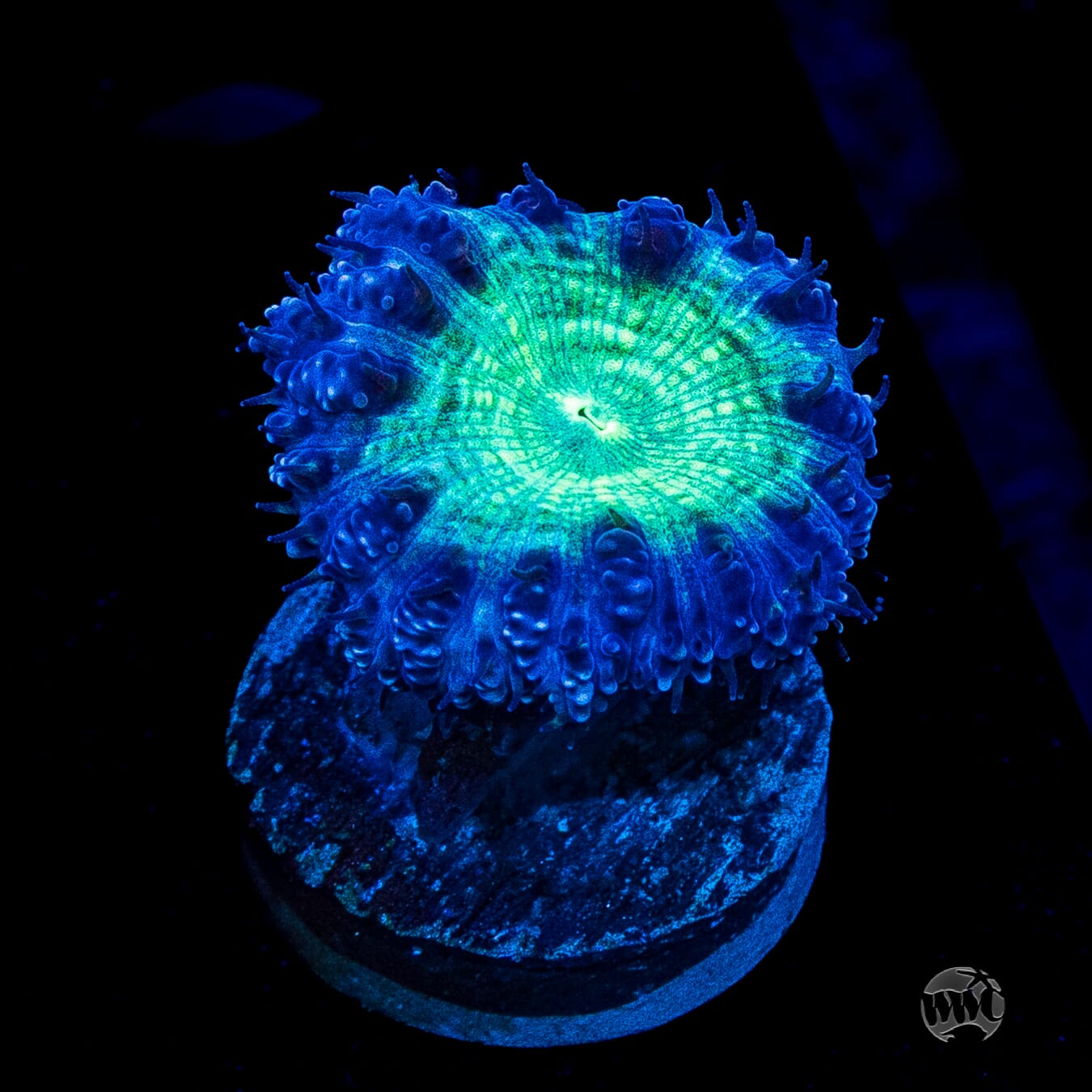 Neon Blastomussa