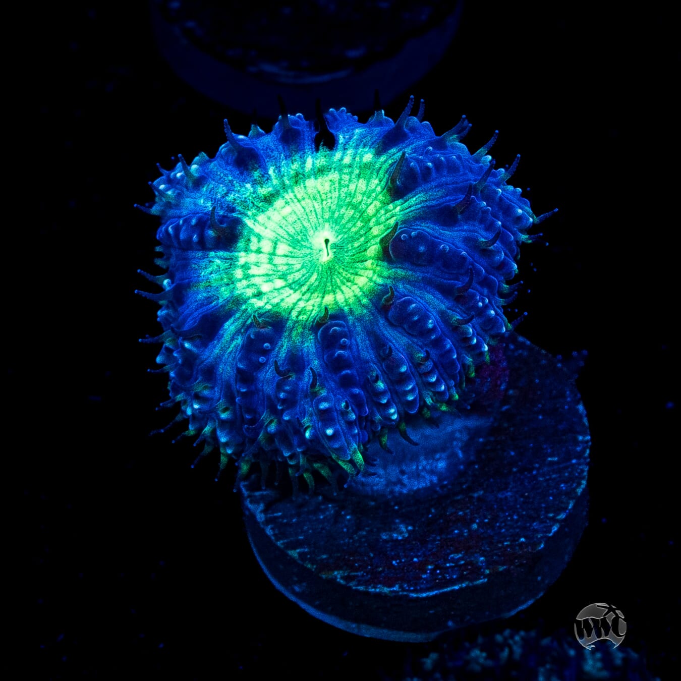 Neon Blastomussa