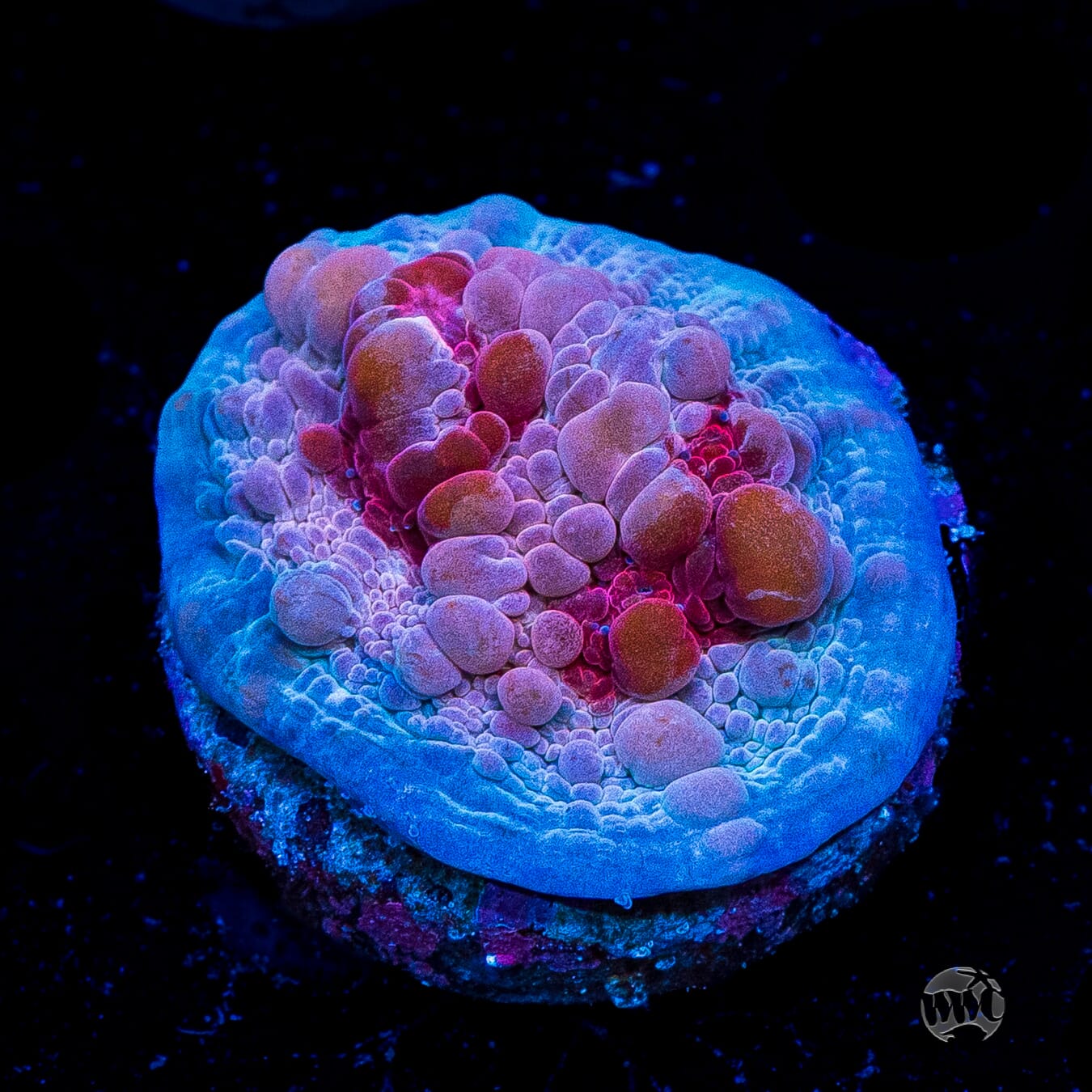 WWC Freezer Burn Bounce Chalice