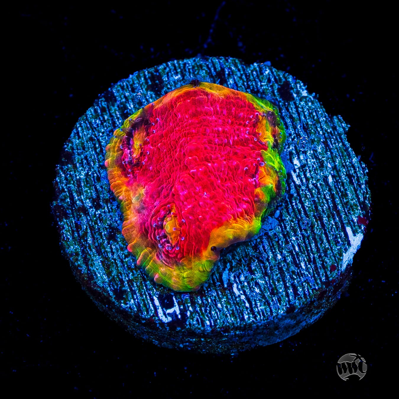 WWC Red Watermelon Chalice