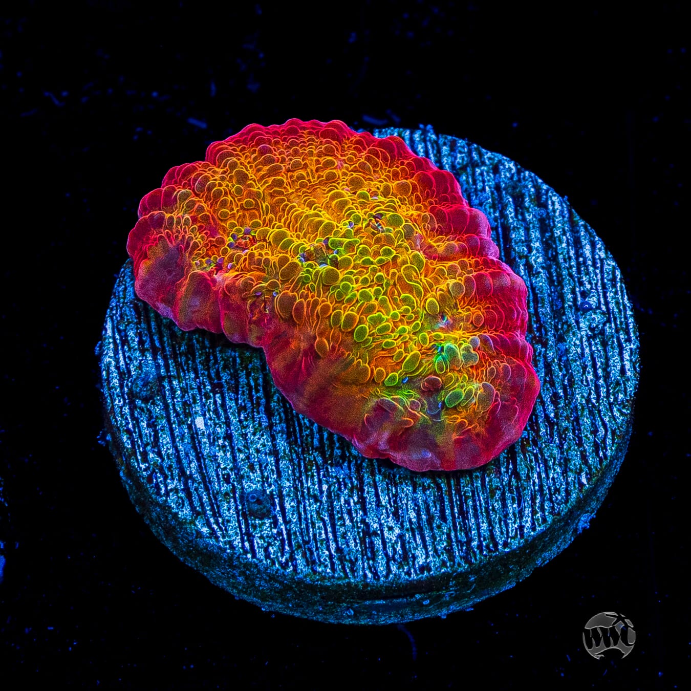 POTO Rainbow Peacock Chalice