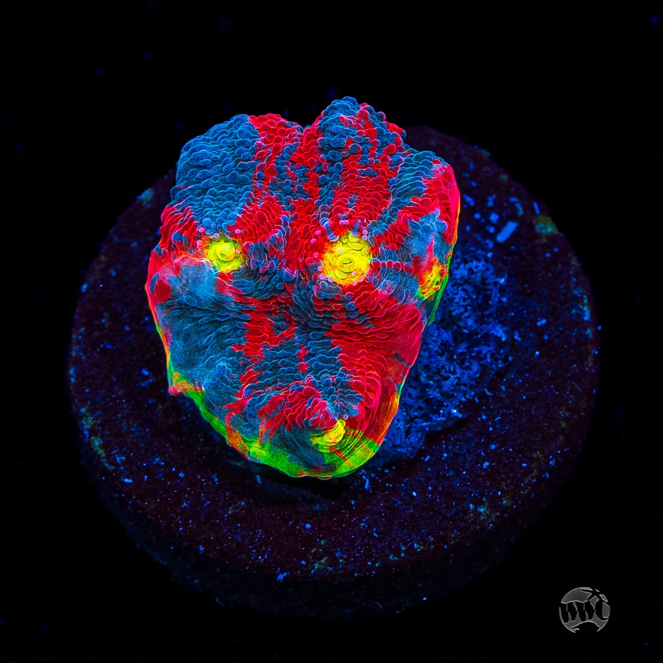 WWC Supa Fly Rainbow Chalice