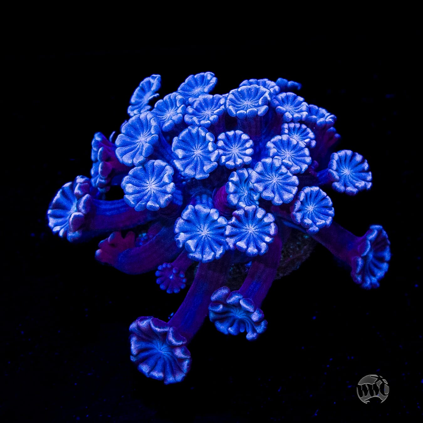 I Love Lavender Alveopora