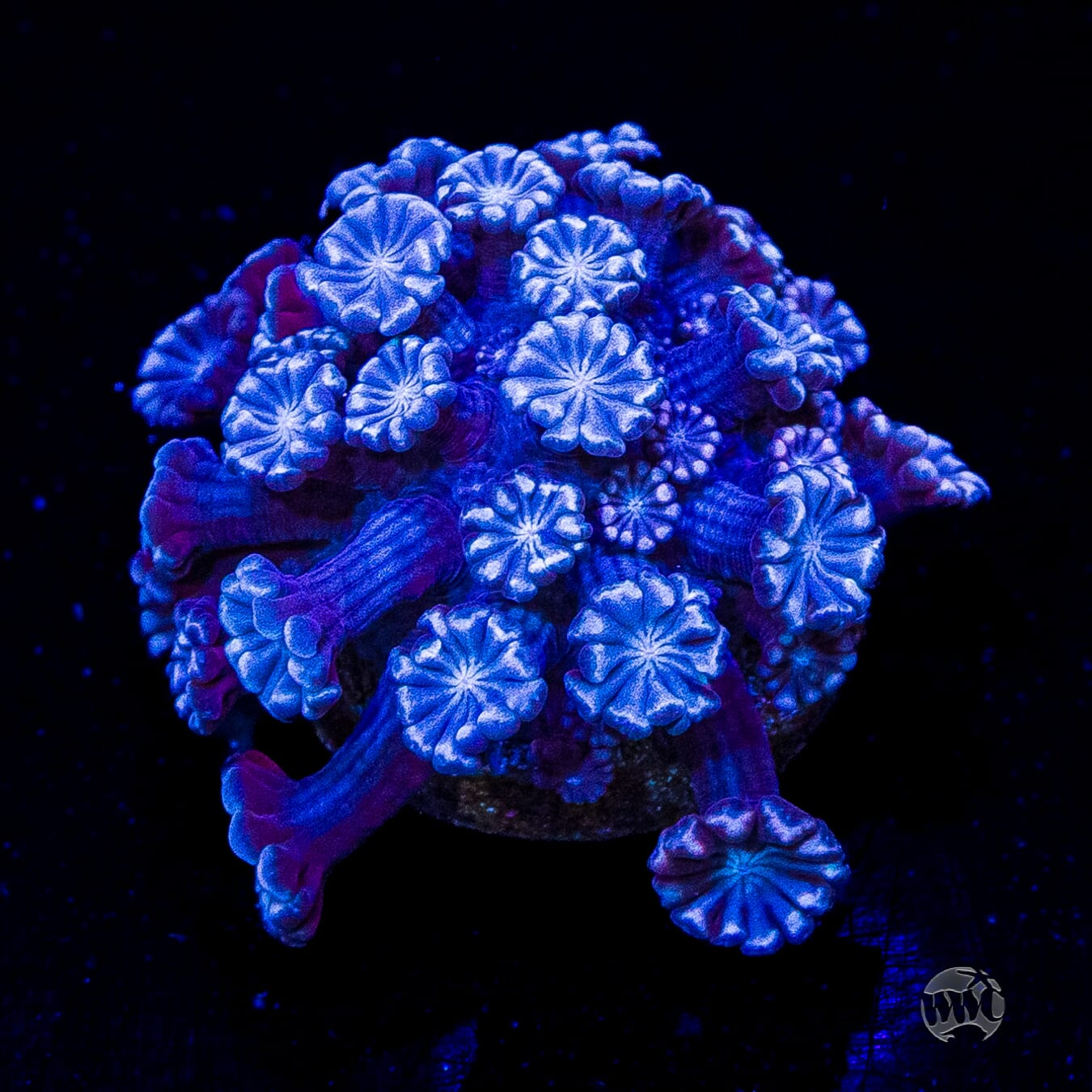 I Love Lavender Alveopora
