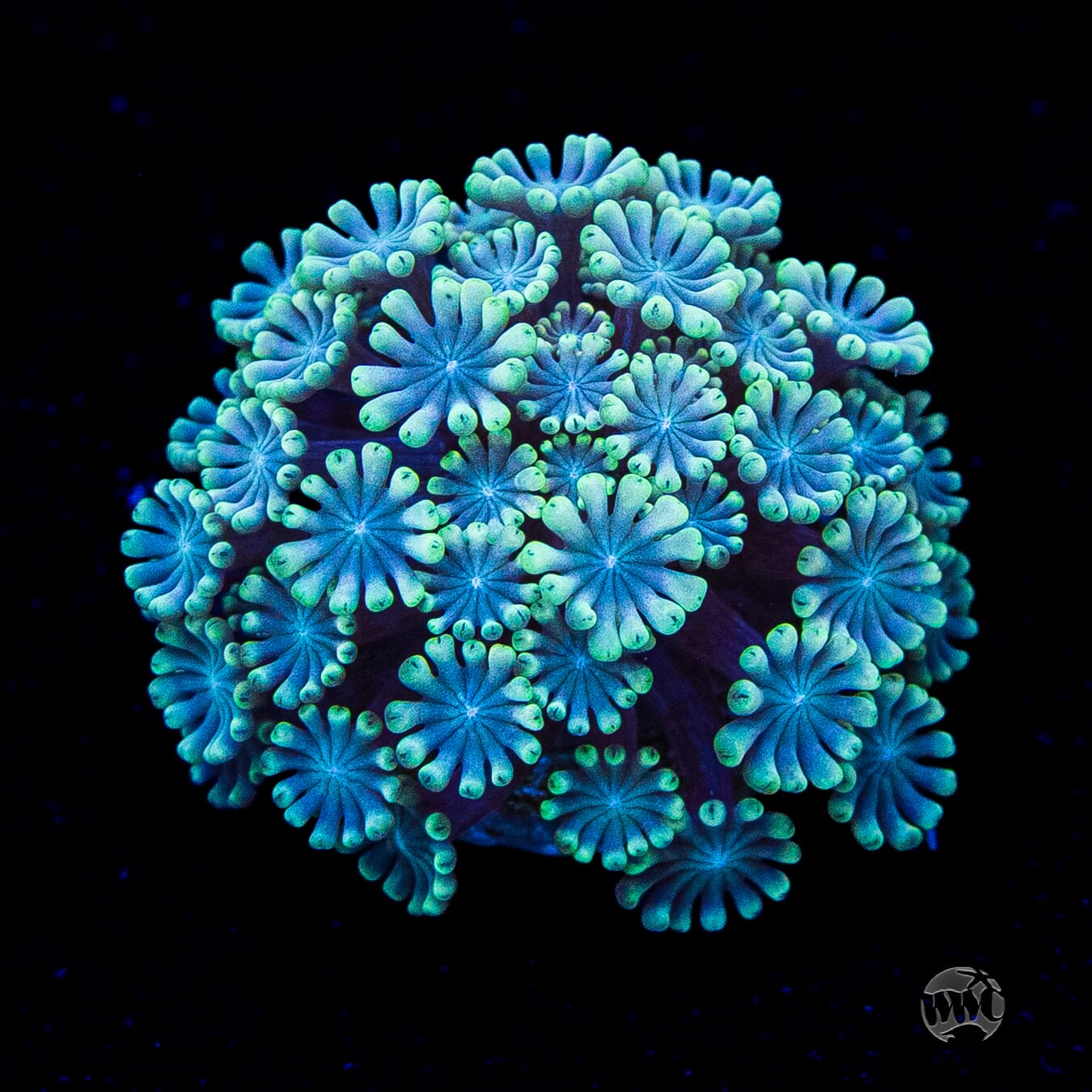 Hologram Alveopora