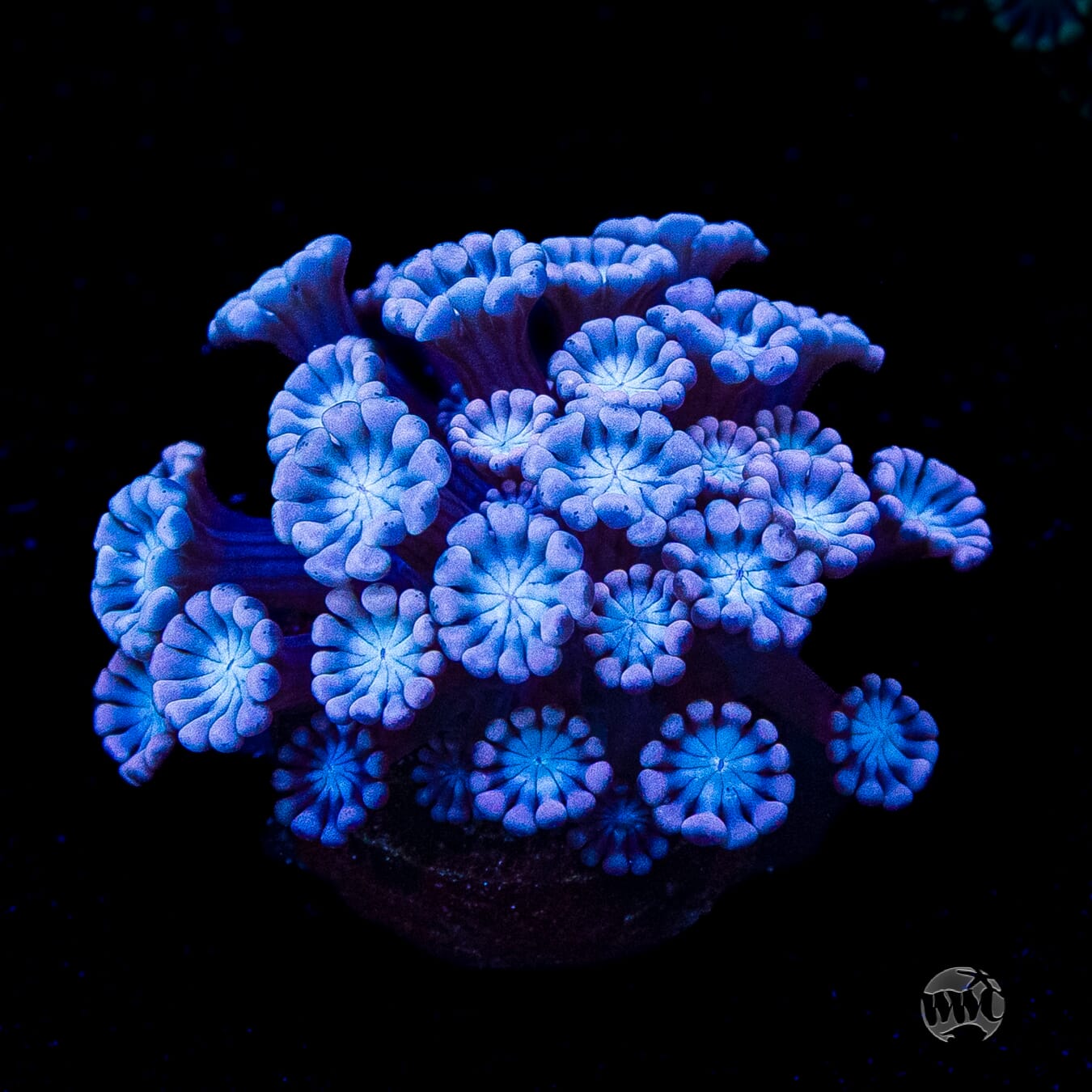 I Love Lavender Alveopora