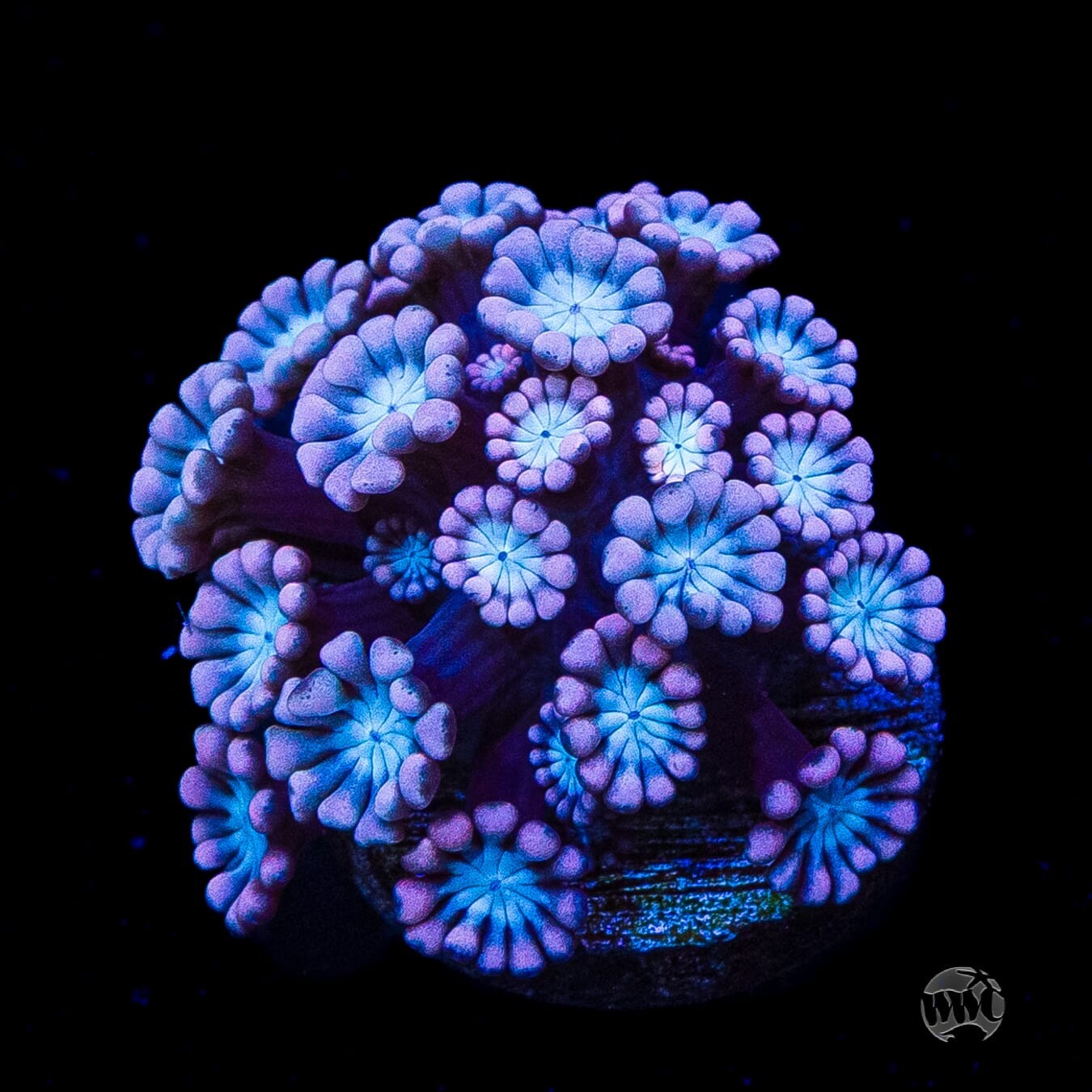 I Love Lavender Alveopora