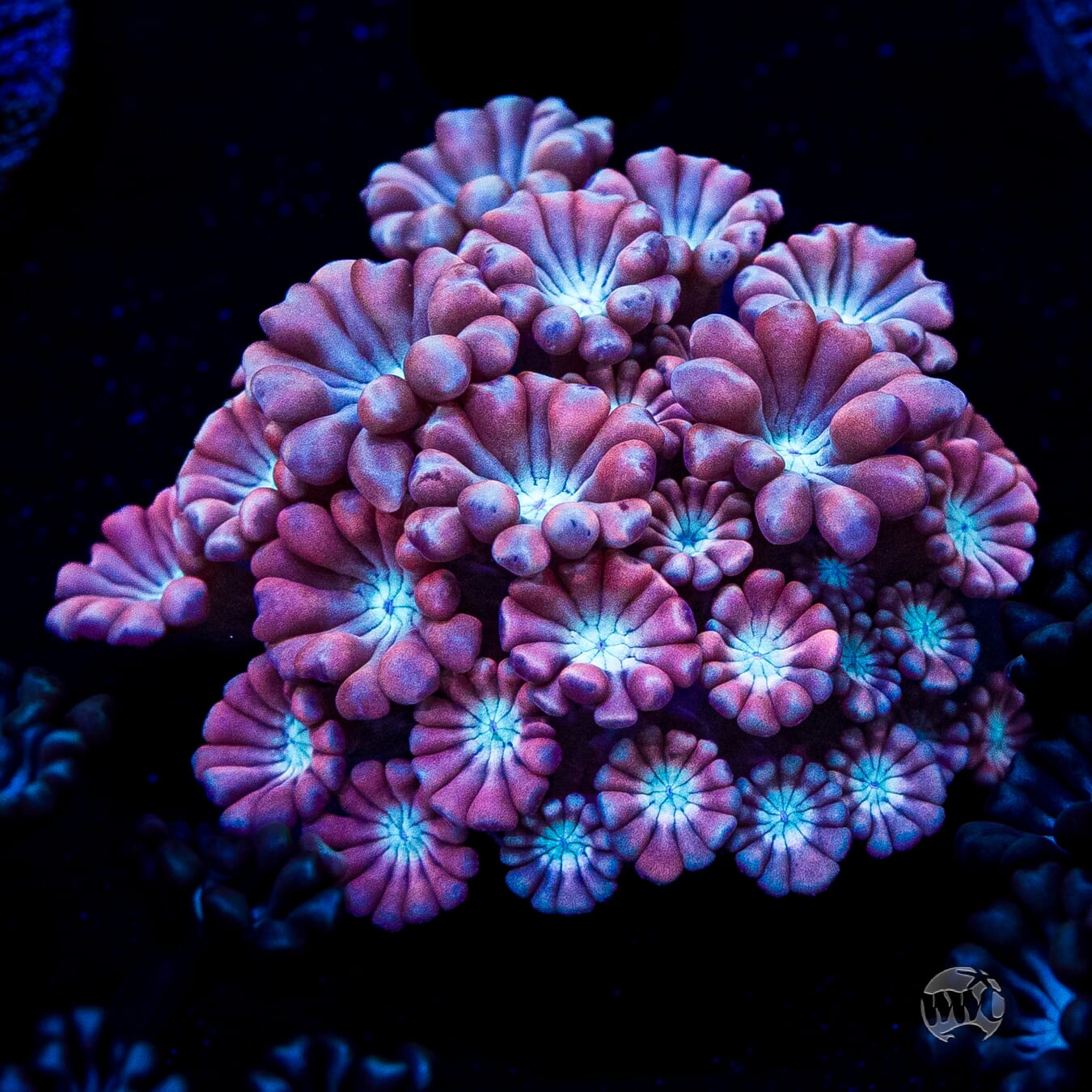 WWC Rose Hologram Alveopora